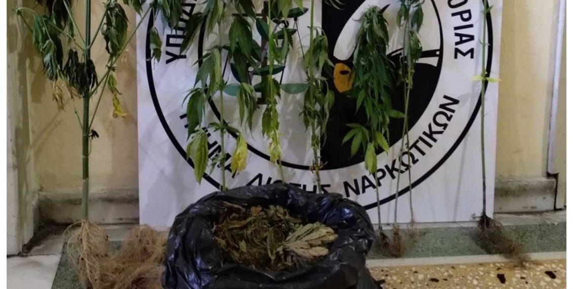 Συνελήφθη 47χρονος σε περιοχή της Καστοριάς για καλλιέργεια 7 δενδρυλλίων κάνναβης