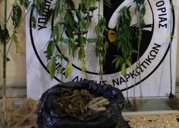 Συνελήφθη 47χρονος σε περιοχή της Καστοριάς για καλλιέργεια 7 δενδρυλλίων κάνναβης
