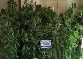 Τρία δενδρύλλια  και 28 γραμ. ακατέργαστης κάνναβης είχε στη κατοχή του 60χρονος στην Φλώρινα που συνελήφθη