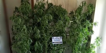 Τρία δενδρύλλια  και 28 γραμ. ακατέργαστης κάνναβης είχε στη κατοχή του 60χρονος στην Φλώρινα που συνελήφθη