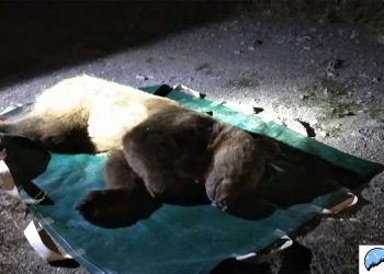 Η περιβαλλοντική οργάνωση ΚΑΛΛΙΣΤΩ για την απομάκρυνση εξοικειωμένης αρκούδας από κατοικημένη περιοχή της Καστοριάς