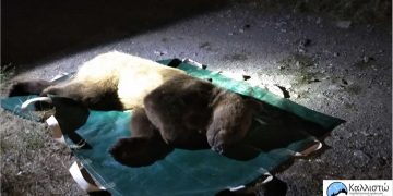 Η περιβαλλοντική οργάνωση ΚΑΛΛΙΣΤΩ για την απομάκρυνση εξοικειωμένης αρκούδας από κατοικημένη περιοχή της Καστοριάς