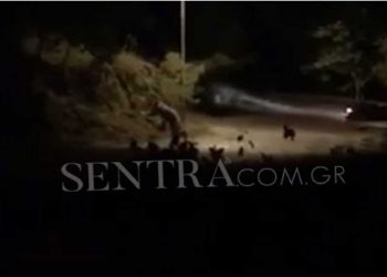 Βίντεο: Αρκούδα με τα μικρά της στην Καλλιθέα Καστοριάς