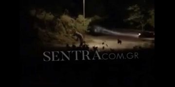 Βίντεο: Αρκούδα με τα μικρά της στην Καλλιθέα Καστοριάς