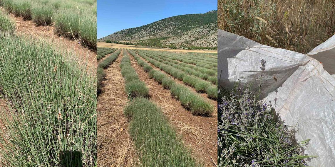 Καλλιόπη Σεμερτζίδου: «Να γίνει άμεση αποτίμηση της ζημιάς από την εμφάνιση των ακρίδων στην καλλιέργεια λεβάντας»