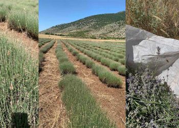 Καλλιόπη Σεμερτζίδου: «Να γίνει άμεση αποτίμηση της ζημιάς από την εμφάνιση των ακρίδων στην καλλιέργεια λεβάντας»