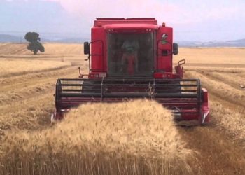 Σοκ από τις μικρές παραγωγές και στα χωράφια του Βοϊου- Φόβοι πως δεν καλλιεργηθούν μεγάλες εκτάσεις τη νέα χρονιά