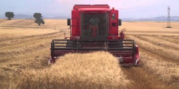 Σοκ από τις μικρές παραγωγές και στα χωράφια του Βοϊου- Φόβοι πως δεν καλλιεργηθούν μεγάλες εκτάσεις τη νέα χρονιά