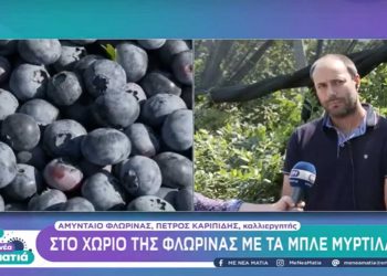 Μπλε μύρτιλα από το Αμύνταιο Φλώρινας… “ταξιδεύουν” σε Μπαχρέιν και Σιγκαπούρη