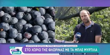 Μπλε μύρτιλα από το Αμύνταιο Φλώρινας… “ταξιδεύουν” σε Μπαχρέιν και Σιγκαπούρη