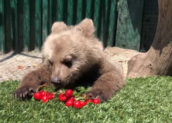 Ο Θωμάς το ορφανό αρκουδάκι, απολαμβάνει τα κεράσια του! Υπέροχο βίντεο