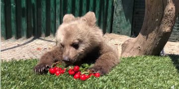 Ο Θωμάς το ορφανό αρκουδάκι, απολαμβάνει τα κεράσια του! Υπέροχο βίντεο