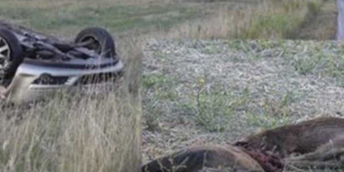 Σοκ στο Κιλκίς: Δύο νεκροί σε τροχαίο με ΙΧ και περιπολικό που προκάλεσε αγέλη αγριογούρουνων