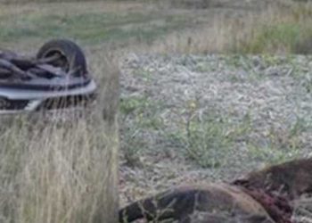 Σοκ στο Κιλκίς: Δύο νεκροί σε τροχαίο με ΙΧ και περιπολικό που προκάλεσε αγέλη αγριογούρουνων