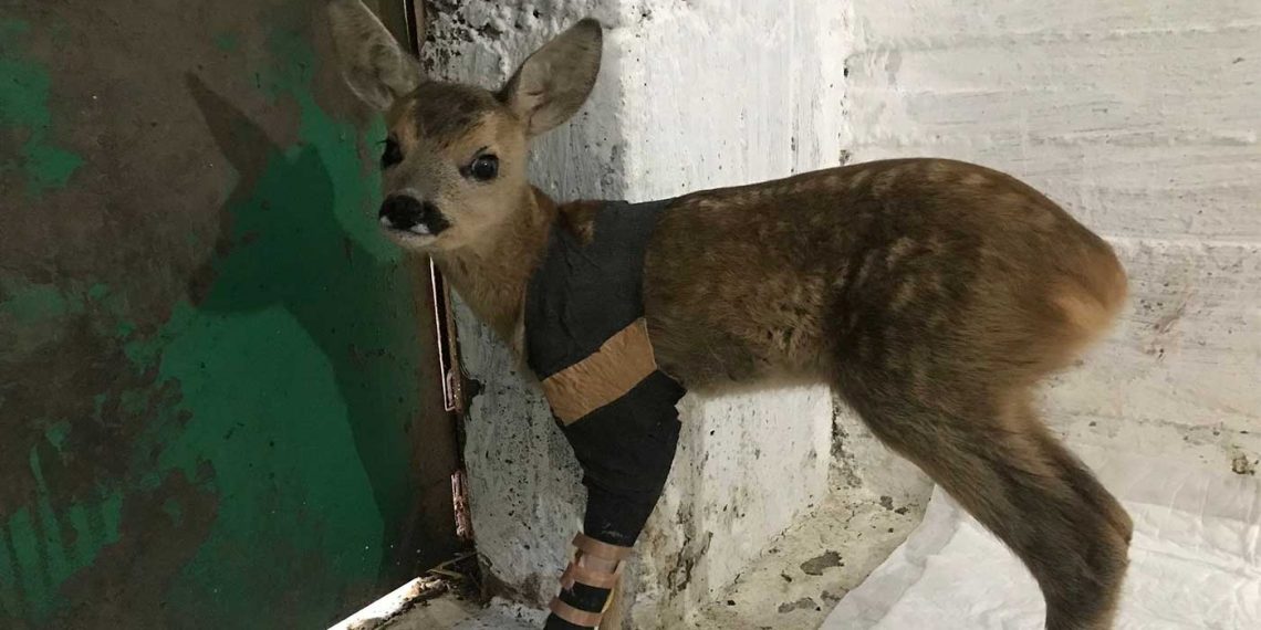 Ζαρκάδι 4 μηνών έσωσε ο ΑΡΚΤΟΥΡΟΣ