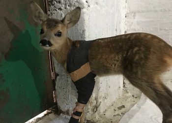 Ζαρκάδι 4 μηνών έσωσε ο ΑΡΚΤΟΥΡΟΣ