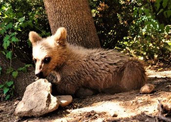 Ο Θωμάς, το ορφανό αρκουδάκι του Αρκτούρου, σε νέες “περιπέτειες” στο δάσος