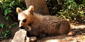 Ο Θωμάς, το ορφανό αρκουδάκι του Αρκτούρου, σε νέες “περιπέτειες” στο δάσος