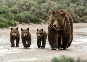 Αρκούδα με τα τρία αρκουδάκια της “κόβουν βόλτα” στην Καστοριά