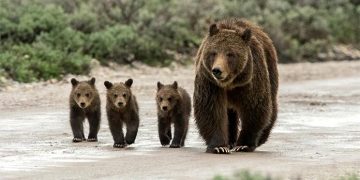 Αρκούδα με τα τρία αρκουδάκια της “κόβουν βόλτα” στην Καστοριά