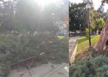 Στην κοπή επικίνδυνων δέντρων και κλαδιών προχώρησε ο Δήμος Εορδαίας (φώτο)
