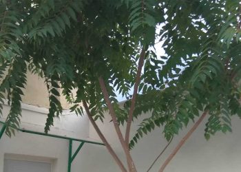 Δείτε που φύτρωσε δέντρο στο γήπεδο της Πτολεμαΐδας “Αιμίλιος Θεοφανίδης”