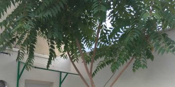 Δείτε που φύτρωσε δέντρο στο γήπεδο της Πτολεμαΐδας “Αιμίλιος Θεοφανίδης”