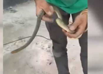 Θεσσαλονίκη: Φίδι εγκλωβίστηκε μέσα σε ντεπόζιτο βενζίνης αυτοκινήτου