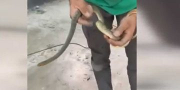 Θεσσαλονίκη: Φίδι εγκλωβίστηκε μέσα σε ντεπόζιτο βενζίνης αυτοκινήτου