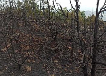 Φωτογραφίες από την περιοχή που κάηκε στον Μπούρινο