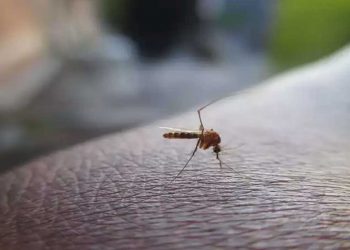 Ksou-Ksou: Ξεχάστε «φιδάκι» και εντομοκτόνο – Εφαρμογή στο κινητό σας απωθεί τα κουνούπια