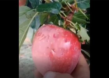 Βεύη Φλώρινας: Σε απόγνωση ξανά οι αγρότες μετά τη χθεσινή χαλαζόπτωση που κατέστρεψε τις καλλιέργειές τους (βίντεο)