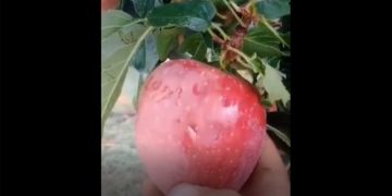 Βεύη Φλώρινας: Σε απόγνωση ξανά οι αγρότες μετά τη χθεσινή χαλαζόπτωση που κατέστρεψε τις καλλιέργειές τους (βίντεο)