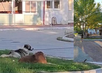 Ανησυχία στους κατοίκους της Ασβεστόπετρας από τα αδέσποτα σκυλιά