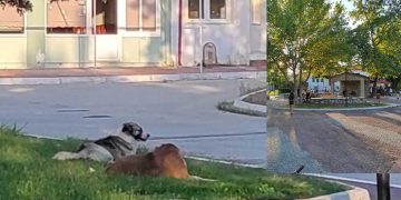 Ανησυχία στους κατοίκους της Ασβεστόπετρας από τα αδέσποτα σκυλιά