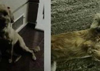 Χάθηκε σκυλάκι στην Πτολεμαΐδα στην περιοχή του 3ου Δημοτικού