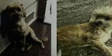 Χάθηκε σκυλάκι στην Πτολεμαΐδα στην περιοχή του 3ου Δημοτικού