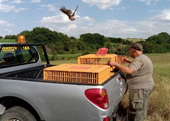 Εορδαία: Ο Κυνηγετικός Σύλλογος απελευθέρωσε φασιανούς