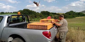 Εορδαία: Ο Κυνηγετικός Σύλλογος απελευθέρωσε φασιανούς