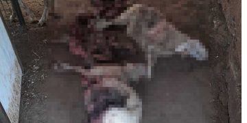 Χρώμιο Κοζάνης: «Θέρισε» κοπάδι με πρόβατα η αρκούδα- Σε απόγνωση οι κτηνοτρόφοι(ΦΩΤΟ-VIDEO)