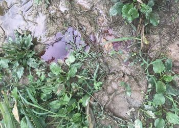 ΥΠΕΝ: Ενέργειες ύστερα από τα περιστατικά θανάτωσης τριών αρκούδων στη Φλώρινα