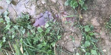 ΥΠΕΝ: Ενέργειες ύστερα από τα περιστατικά θανάτωσης τριών αρκούδων στη Φλώρινα