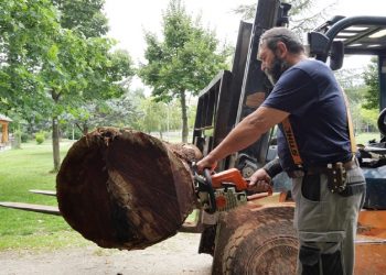 Δήμος Γρεβενών: Τοποθετήθηκαν οι τεράστιοι κορμοί για το φεστιβάλ Μανιταρογλυπτικής