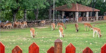 Ελάφια Ντάμα-Ντάμα – Αγ. Παντελεήμονας ΚΟΖΑΝΗΣ