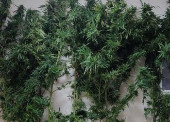 Συνελήφθη 49χρονος σε περιοχή της Κοζάνης για καλλιέργεια -8- δενδρυλλίων κάνναβης και κατοχή ναρκωτικών ουσιών