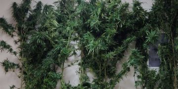 Συνελήφθη 49χρονος σε περιοχή της Κοζάνης για καλλιέργεια -8- δενδρυλλίων κάνναβης και κατοχή ναρκωτικών ουσιών