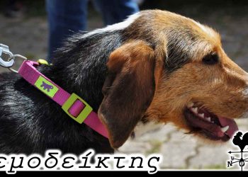Τα σκυλιά ενημερώθηκαν; – Από τη νέα στήλη ΑΝΕΜΟΔΕΙΚΤΗΣ (20-09-22)