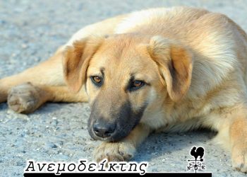 Θα γίνουν αυστηρές… συστάσεις; – Από τη νέα στήλη ΑΝΕΜΟΔΕΙΚΤΗΣ (09/09)