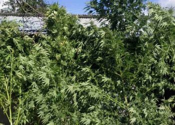 Συνελήφθη 56χρονος σε περιοχή των Γρεβενών για καλλιέργεια 5 δενδρυλλίων κάνναβης ενώ είχε στην κατοχή του συν των άλλων 6 ξιφολόγχες και 2 σπαθιά