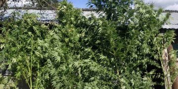 Συνελήφθη 56χρονος σε περιοχή των Γρεβενών για καλλιέργεια 5 δενδρυλλίων κάνναβης ενώ είχε στην κατοχή του συν των άλλων 6 ξιφολόγχες και 2 σπαθιά